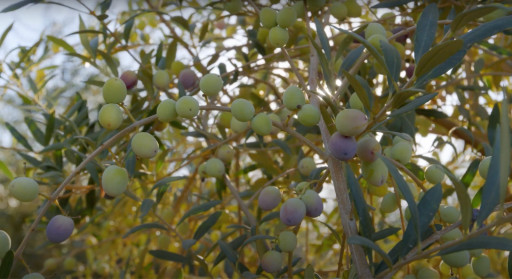 California Olive Oil Industry Sees Growth Opportunity Amidst International Production Downturn