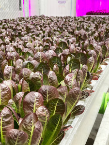 Red Romaine Grown in 80 Acres Farms' Vertical Farm