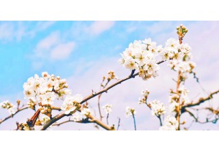 Pear blossoms along the race course of the 2019 Beautiful Pear Marathon in An'ning, China