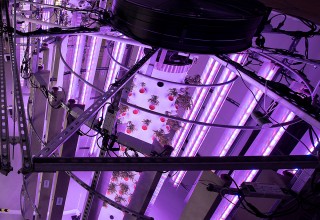 Hyperponic Integrated Grow Tower, lighted by Violet Gro