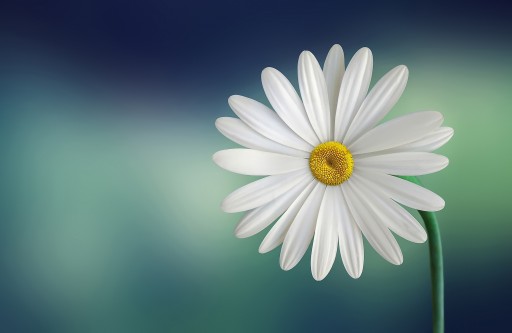 Lorem Ipsum Mollit Voluptate Consectetur Nostrud Commodo.