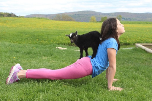 Goat Yoga Finally Comes to New York