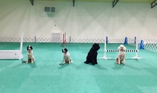 Dog Agility Mats Interlocking Tiles