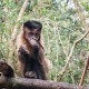 Patty the Miraculous Capuchin Monkey Celebrates 37th Birthday With a Grand Party at the Alpha Genesis Primate Center