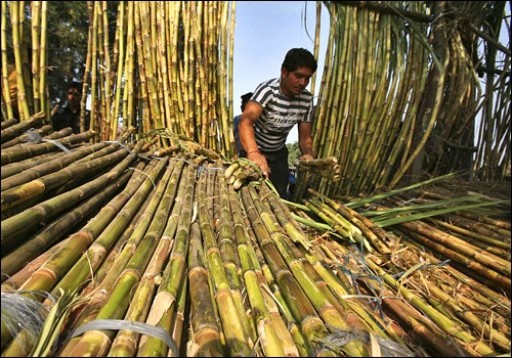 El Nino to Help Global Sugar Price Rebound in 2016