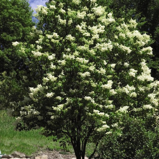 Five Terrific Trees to Plant This Fall