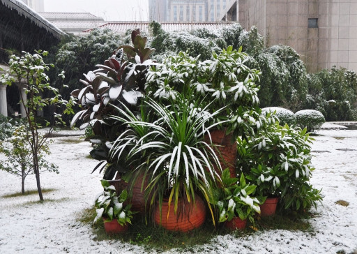PlantVine Fights Cold Weather Plant Hazards With Its Spring Pre-Order Program