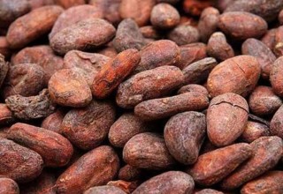 Cocoa Beans and Cocoa Nibs For Sale