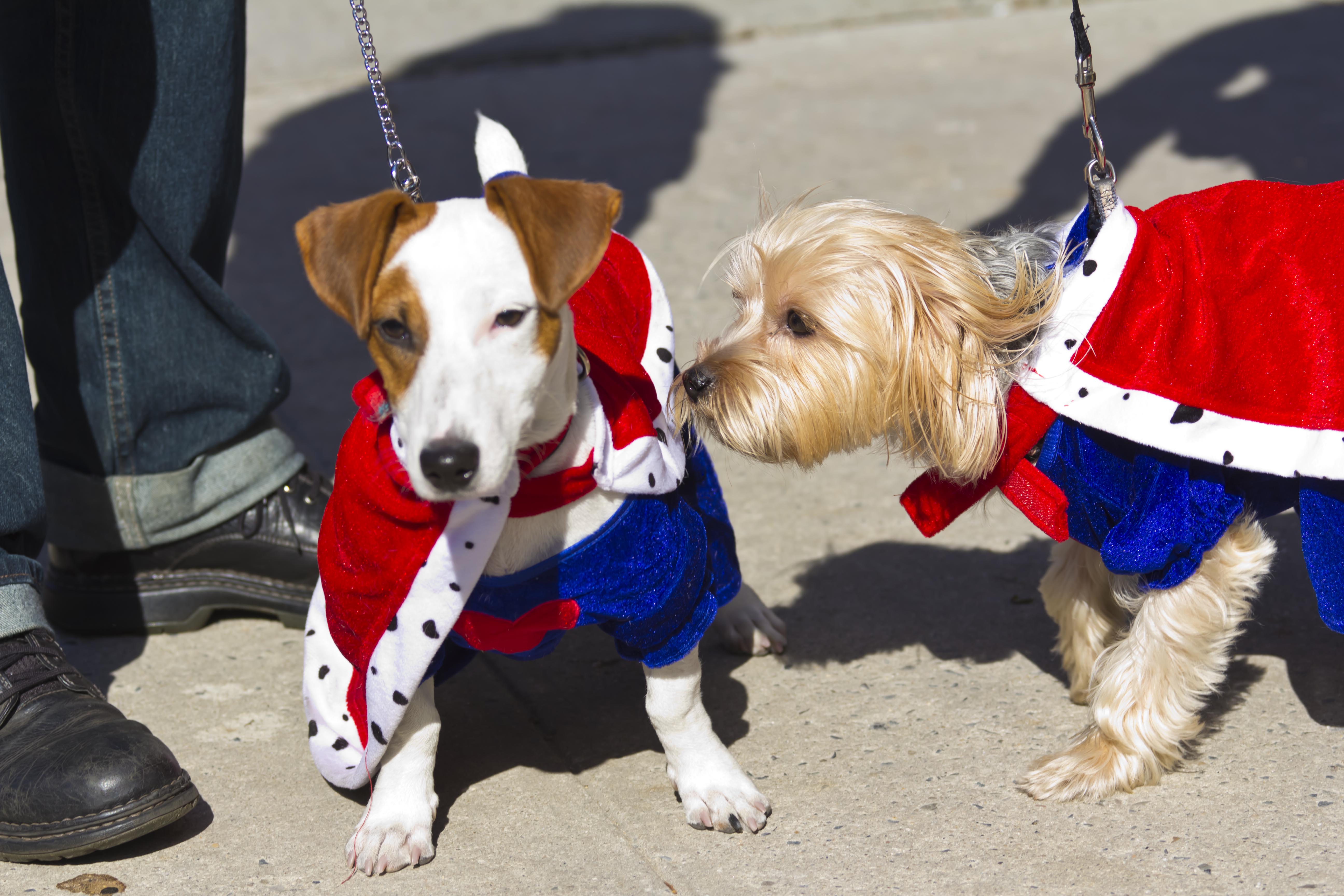 Sean Casey Animal Rescue to Host Their Biggest Pet Adoption Event