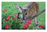 Deer eating garden flowers