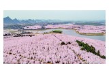 10,000-mu cherry blossom