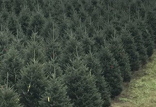 Fraser Fir Christmas Trees in North Carolina 