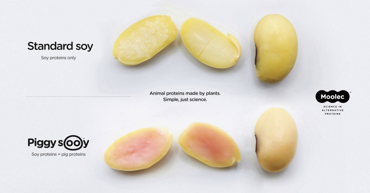 Edible Insights #18: Moolec Science Piggy Sooy, Synonym tool for