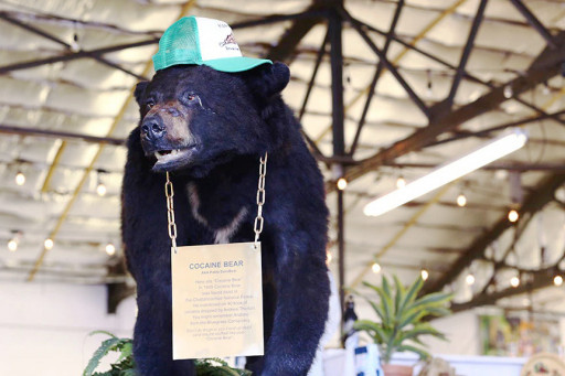 Ripley’s Believe It or Not! Makes Offer to Purchase the Real Cocaine Bear