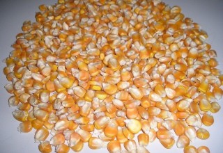 Yellow Corn/Maize for Animal Feed / Yellow Corn For Poultry Feed 