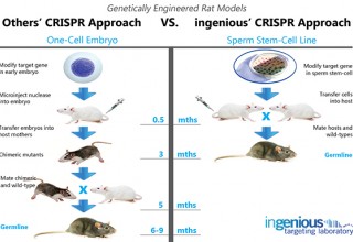 Breakthrough Crispr/Cas9 Rat Model Technology