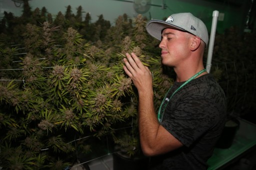 Joshua Haupt, Known as the 'Steve Jobs of Marijuana', Is Revolutionizing the Growing Industry