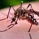 Nixalite of America Inc. Helps Fight Spread of Mosquito-Borne Diseases