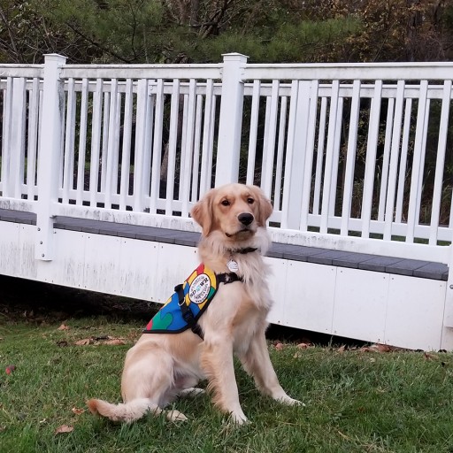 Trained Autism Service Dog to Assist Six-Year-Old Child in Narberth, Pennsylvania