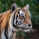 Texas Big Cat Rescue, Center for Animal Research and Education, to Protect Its Animals With COVID-19 Vaccine From Zoetis