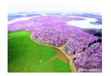 Overlooking Gui'an  10,000-mu cherry blossom garden