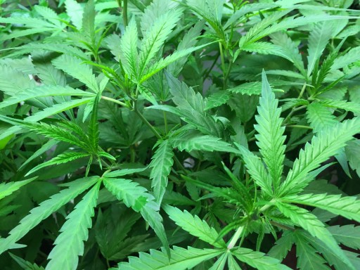 Why Cannabis Entrepreneurs and Advocates Are Hiring Freelance Scientists