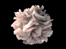Dendritic Cell (National Cancer Institute)