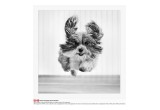 Pawsonality Pet Photography by Abby Malone
