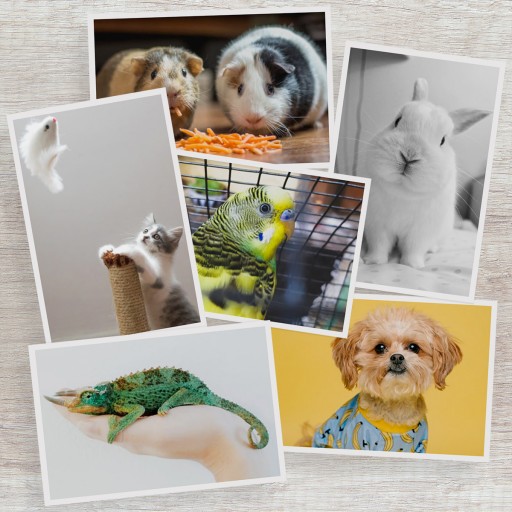The Gallery Collection Announces 2020 Pet Photo Contest