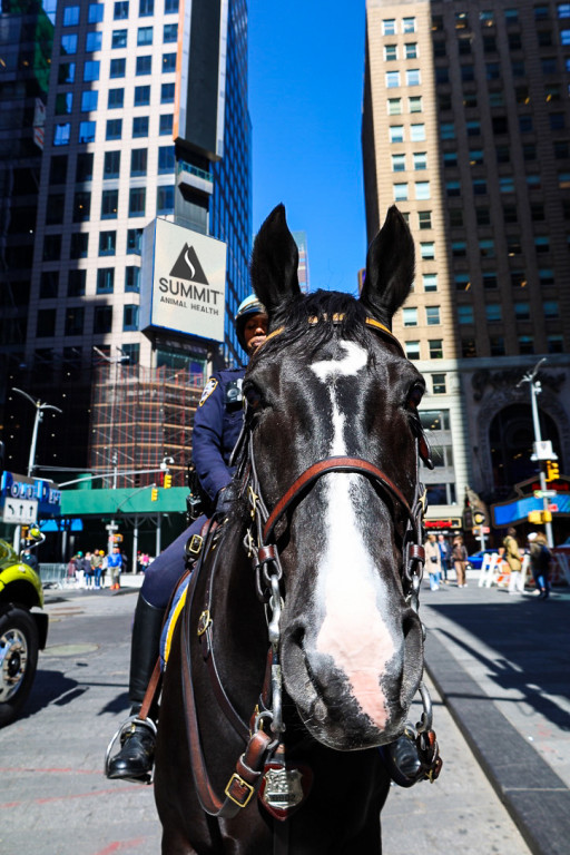 NYPD Police Horses Will Be Prancing on Broadway
