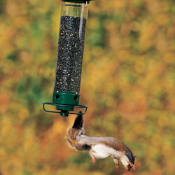 Deter Squirrels With Droll Yankees Bird Feeder Squirrel Proofing