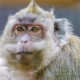 With a COVID-19 Vaccine in Sight, Primate Research Company Receives Prestigious Accreditation