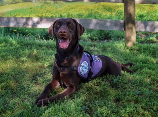 Service Dogs by Warren Retrievers Delivers Diabetic Alert Service Dog to Bakersfield, CA