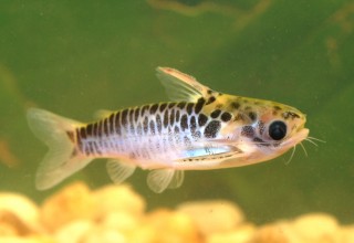 One of the Many Fish Species Found in the Yaguas River 