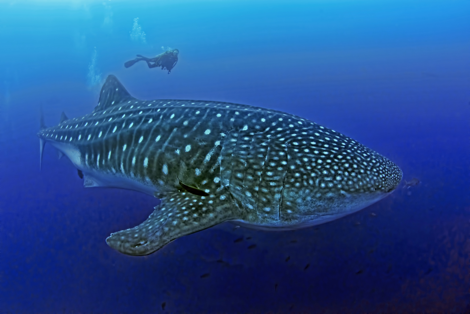 a-new-kind-of-diving-opportunity-with-the-whale-shark-expert-jonathan-r-green-newswire