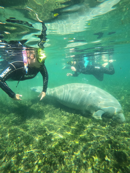 Swim with Manatees in Crystal River
