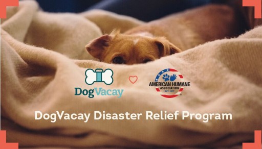 DogVacay Teams Up With American Humane Association to Help Displaced Pets in Need With Disaster Relief Program