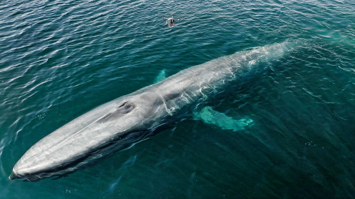Ocean Alliance Announces First-Ever Successful Drone-Based Tagging of Endangered Blue and Fin Whales