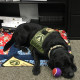 Coby Certified PAVE Support Dogs Accepted Into the United States Capitol Police Department & the Ontario Police Department