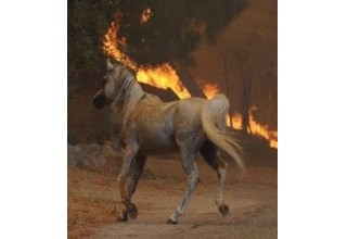 California Fires Affecting People and Horses
