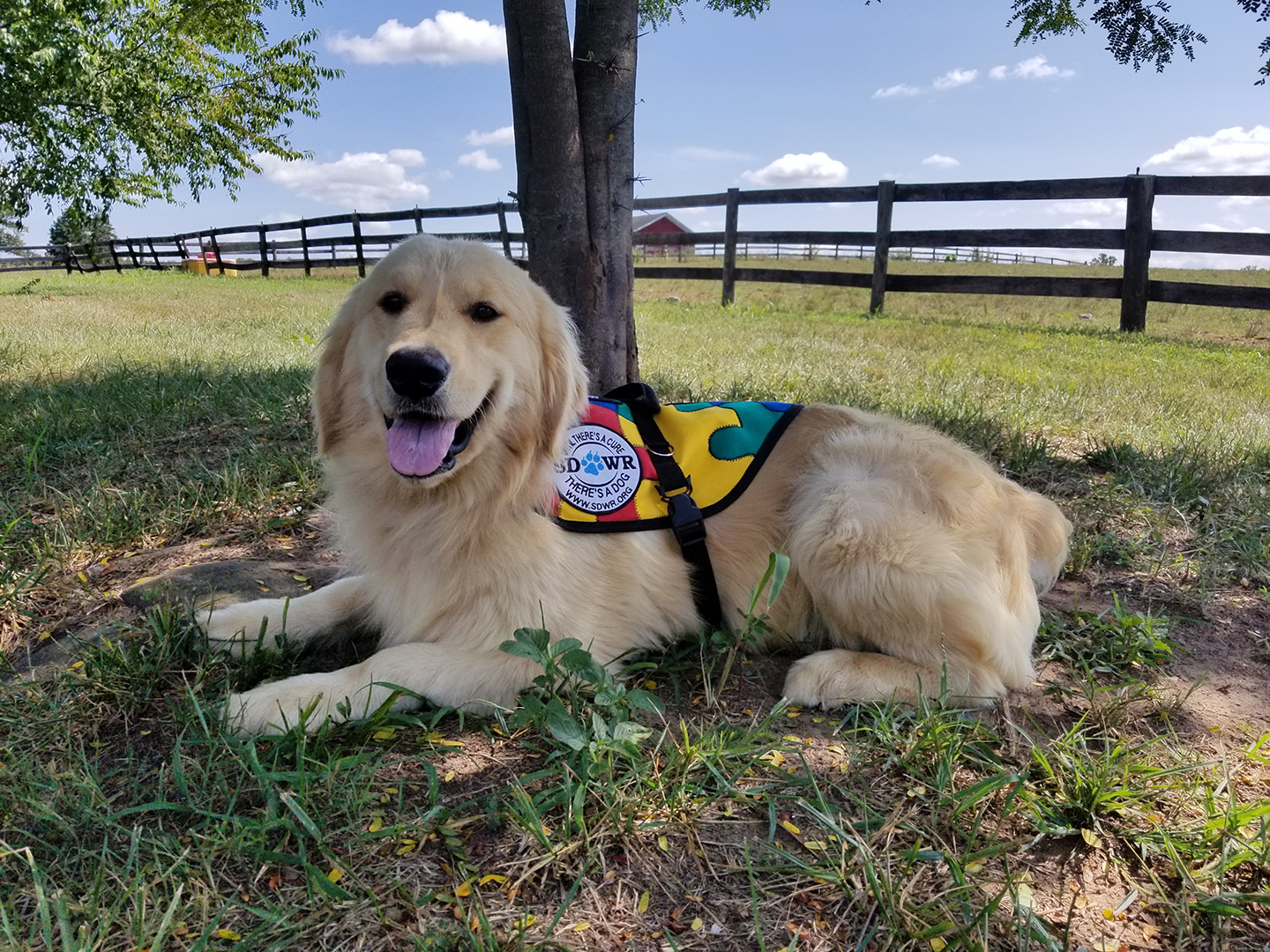 Trained Autism Service Dog to Help Seven Year Old in