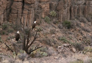 Pair of Bald Eagles Seen From Verde Canyon Railroad