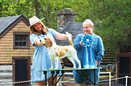 Honey of KanD Beagles Wins 2nd Place at 2022 NBC National Specialty U.S.