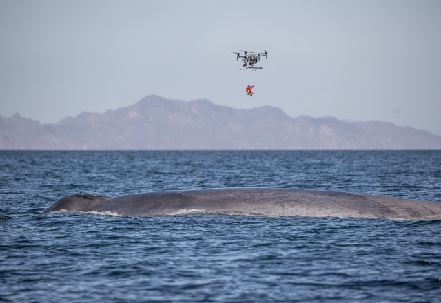 SnotBot Tagging Blue Whale
