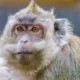 Primate CRO Alpha Genesis Continues COVID-19 Vaccine Development Efforts