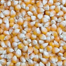 Big Grains Yellow White Corn/Maize for Animal Feed/Bulk 