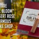 Rare 'Fall Bloom' of Desert Rose at Famous Smoke Shop