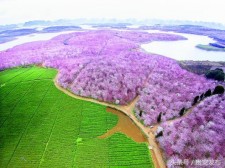 Overlooking Gui'an 10,000-mu cherry blossom garden