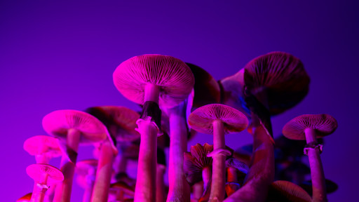 Latest Psilocybin Microdosing Study, Powered by Quantified Citizen, Finds Improved Mental Health and Psychomotor Performance in Those Over 55 Years of Age