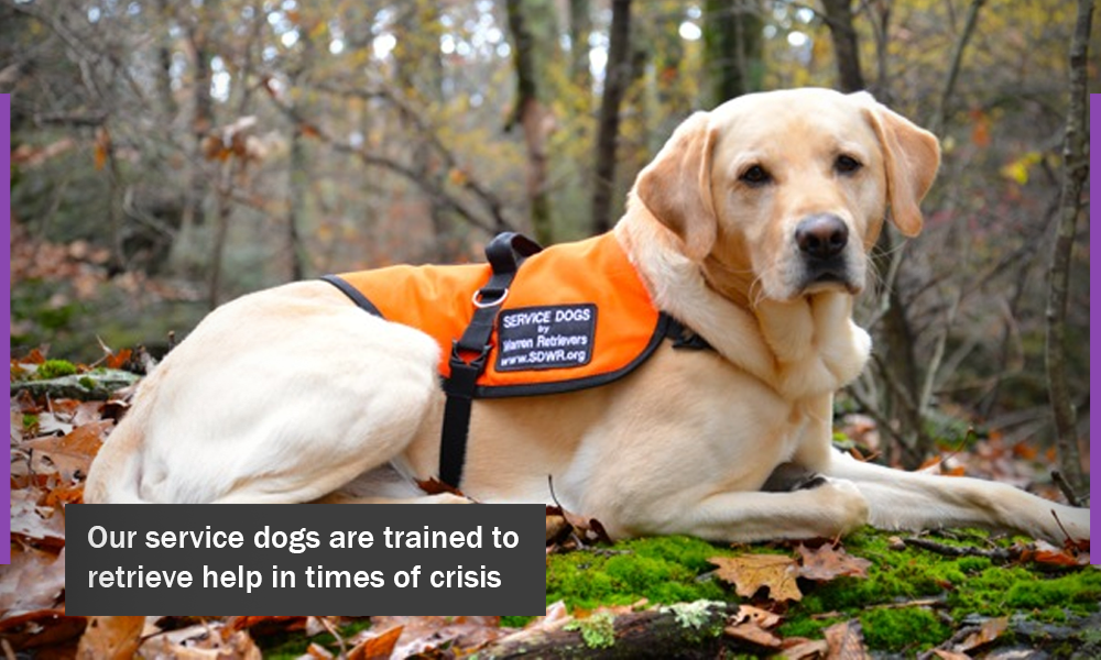 service-dogs-by-warren-retrievers-looking-for-new-team-members-newswire